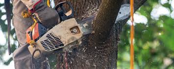 How Our Tree Care Process Works  in  Warm Springs, CA