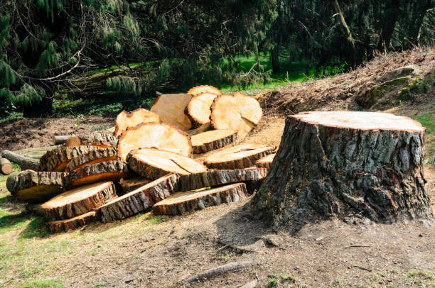 Best Storm Damage Tree Cleanup  in Warm Springs, CA